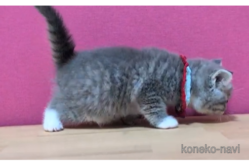 成約済の東京都のスコティッシュフォールド-104743の5枚目